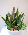 虎尾蘭桌上組合盆栽Elegant Snake Plant